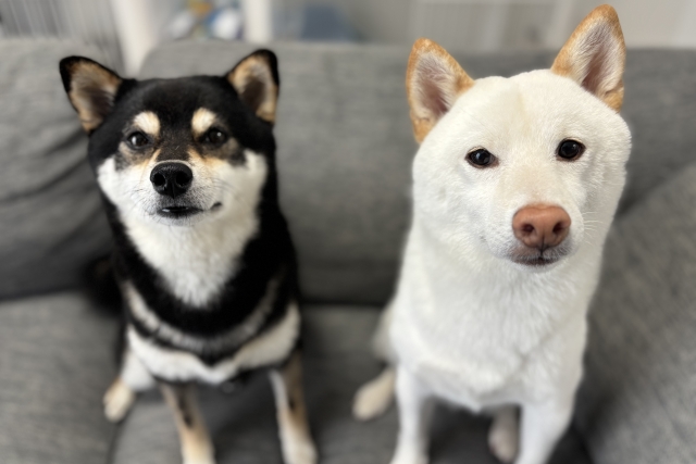 柴犬
